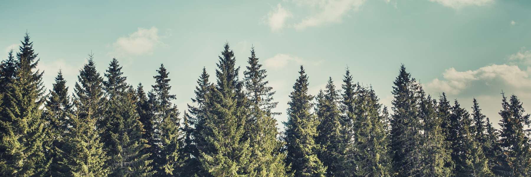 Double Service Page Test | Dentist